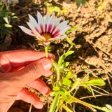 Gazania rigens