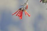Cantua buxifolia. Веточка с цветками. Перу, регион Арекипа, пров. Кайльома, каньон р. Колка, верхняя часть левого борта каньона. 7 марта 2014 г.