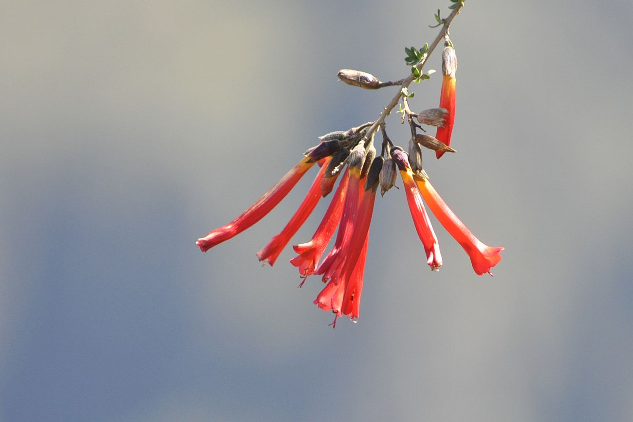 Image of Cantua buxifolia specimen.