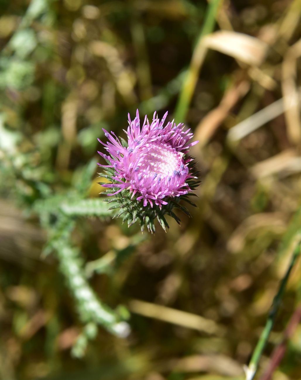 Image of genus Carduus specimen.