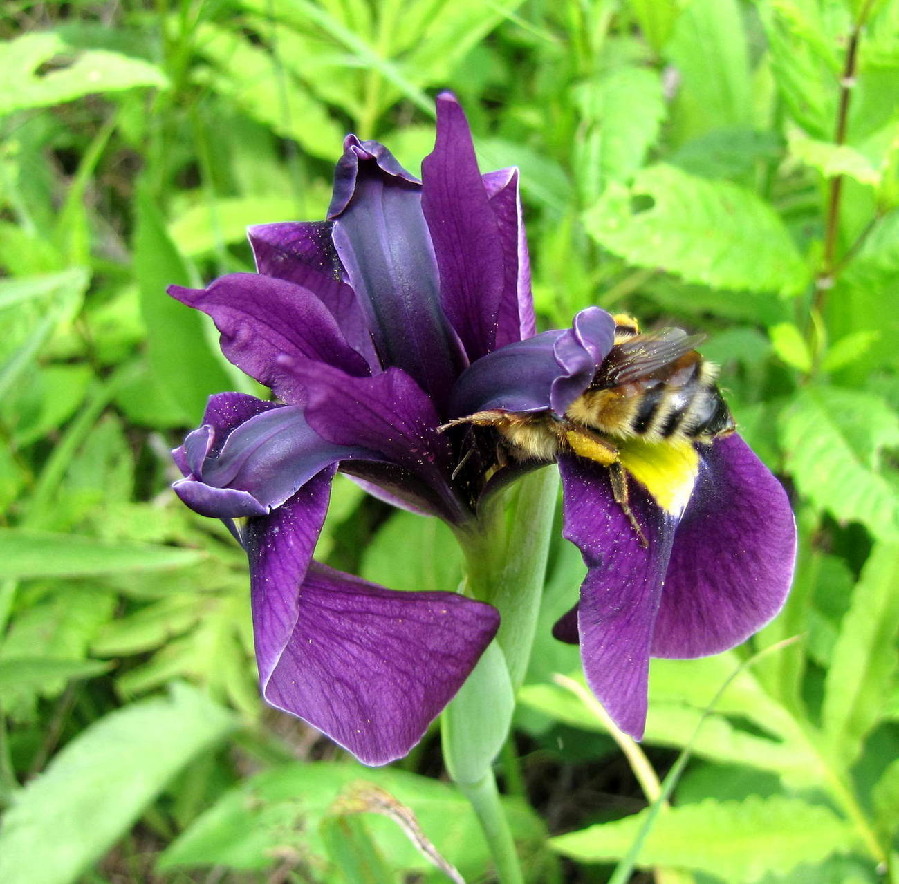 Image of Iris ensata specimen.