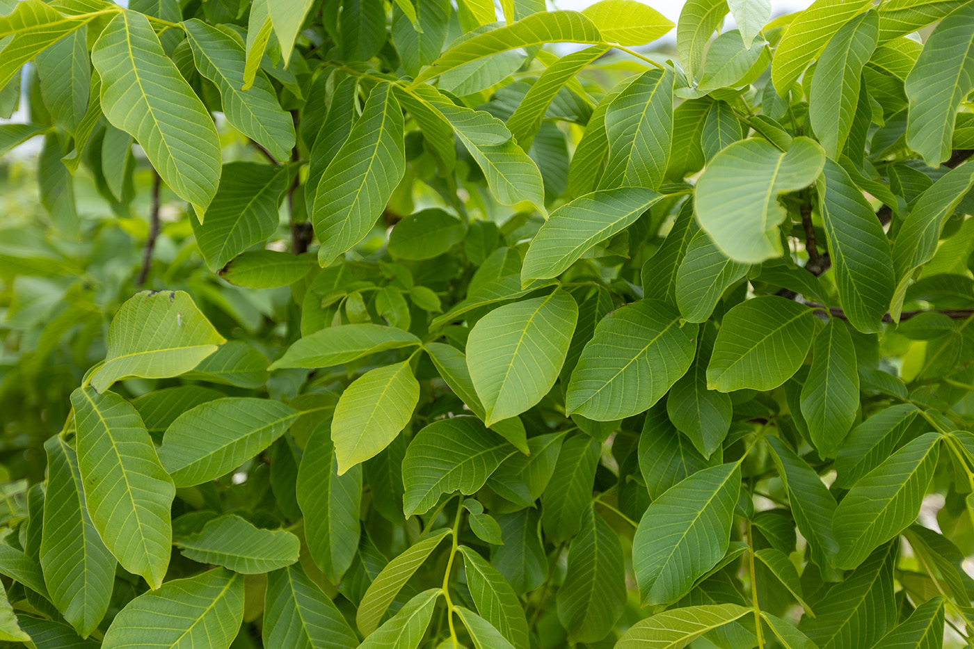Изображение особи Juglans regia.