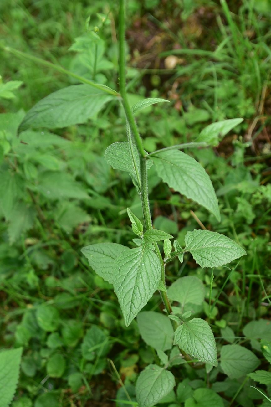 Image of Unknown species specimen.