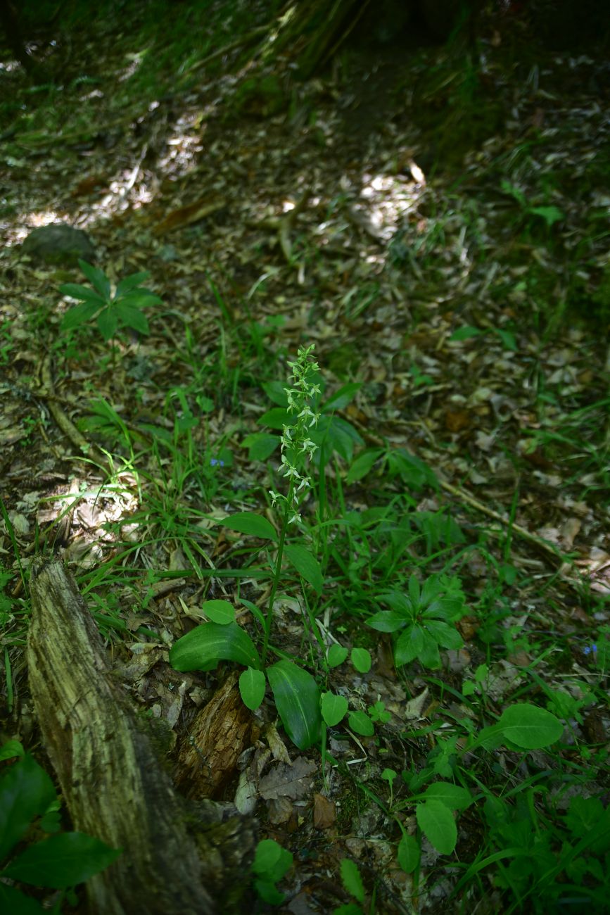 Image of Platanthera chlorantha specimen.