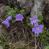Primula amoena. Цветки. Карачаево-Черкесия, Карачаевский р-н, окр. оз. Шобайдак-Кёль (Мухинское), ≈ 3000 м н.у.м., альпийский луг. 29.07.2026.