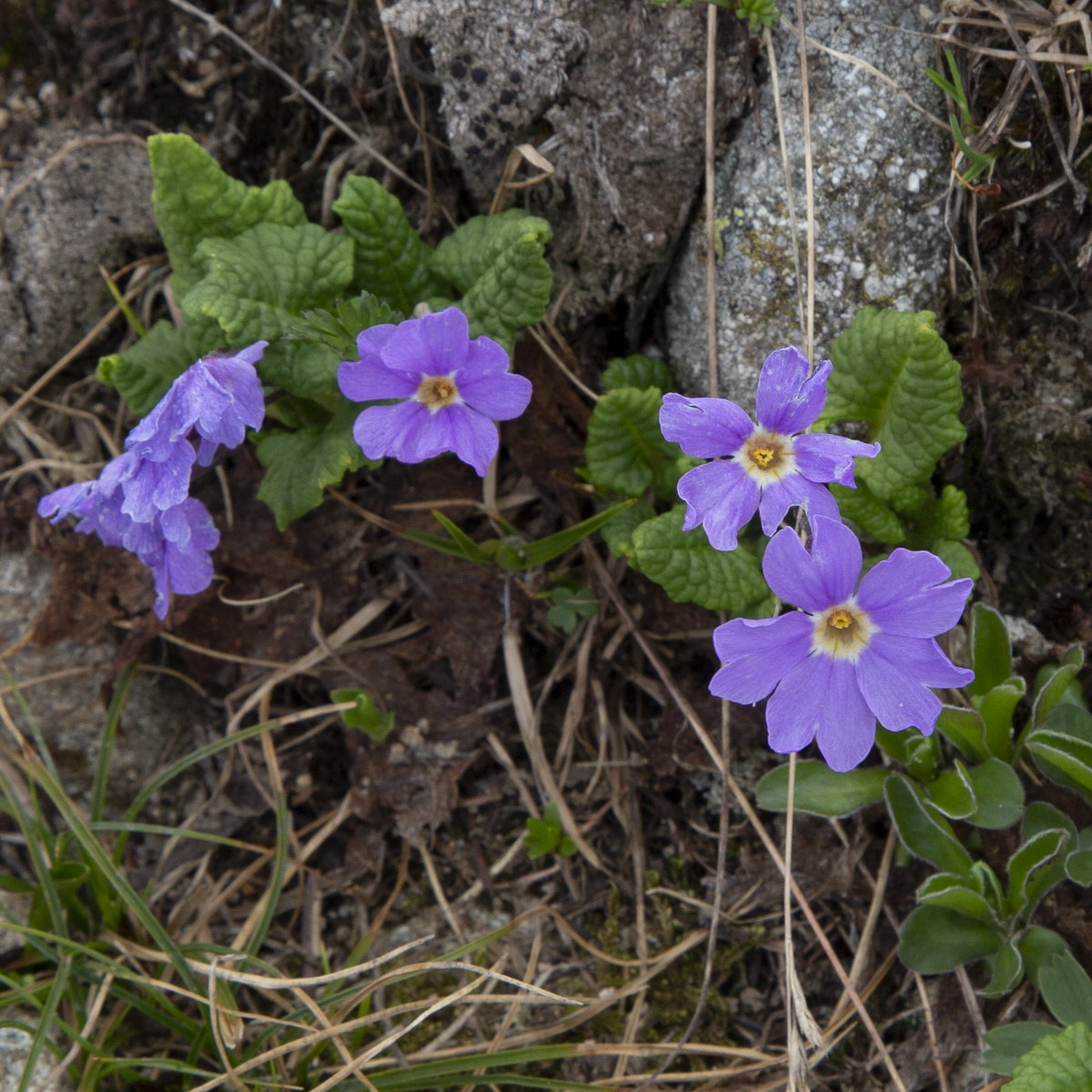 Изображение особи Primula amoena.