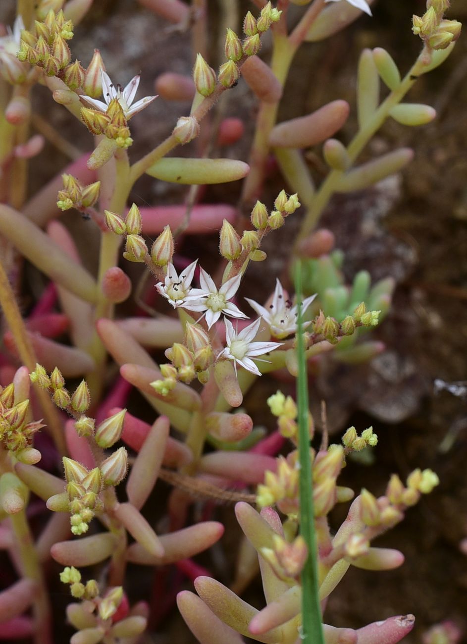 Изображение особи Sedum pallidum.