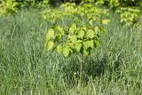 Acer negundo. Молодое растение. Татарстан, окр. с. Камское Устье, дол. р. Волга, опушка смешанного леса (с преобладанием Pinus и Betula) у края скошенного поля, разнотравный луг. 01.06.2026.