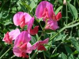 Lathyrus tuberosus. Цветки. Таджикистан, Горно-Бадахшанская автономная обл., Дарвазский р-н, Дарвазский хр., перев. Хабуработ, выс. ≈ 2900 м н.у.м., скалы. 19 июня 2026 г.