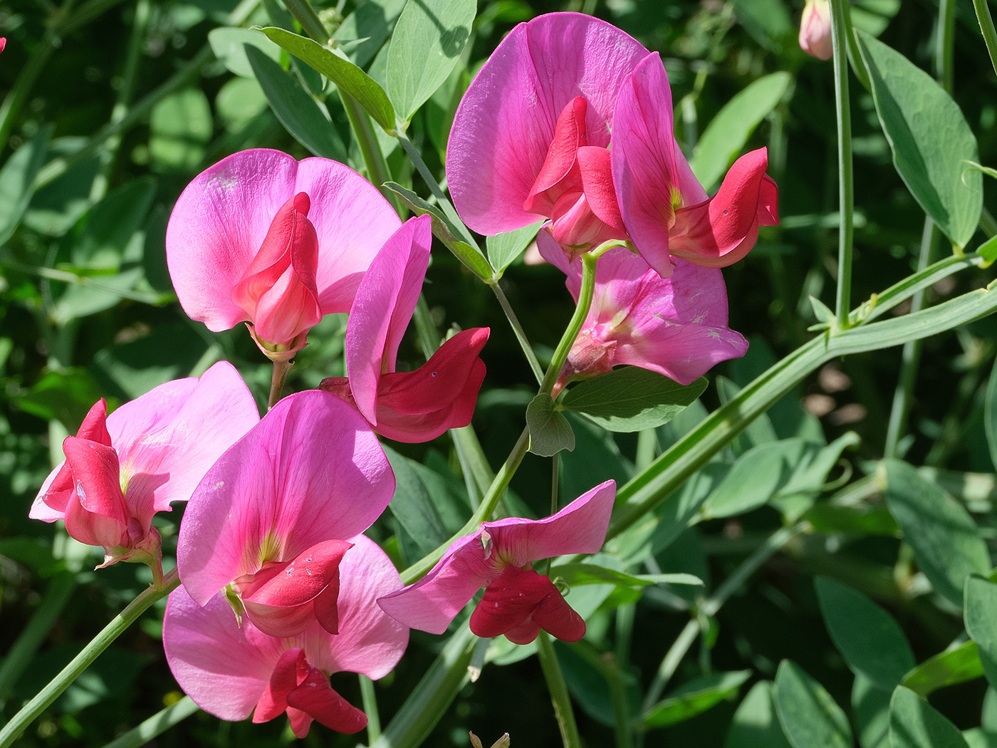 Image of Lathyrus mulkak specimen.