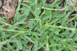 Convolvulus pilosellifolius. Побеги. Турция, ил Артвин, у монастыря Парехи, на скальной полке. 12 июня 2026 г.