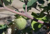 Datura wrightii. Часть побега с плодом. ЛНР, г. Луганск, центральный рынок. 26.09.2026.