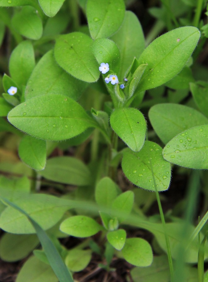 Image of Myosotis sparsiflora specimen.
