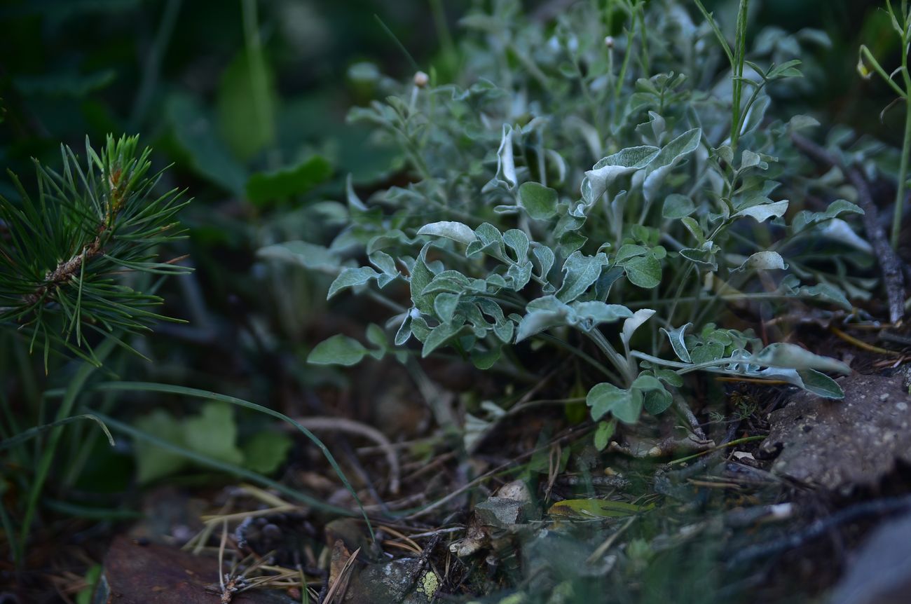 Image of Unknown species specimen.