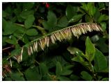 Melica altissima. Соцветие. Республика Татарстан, заказник \"Чатыр-Тау\", 21.06.2005.