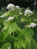 Alliaria petiolata