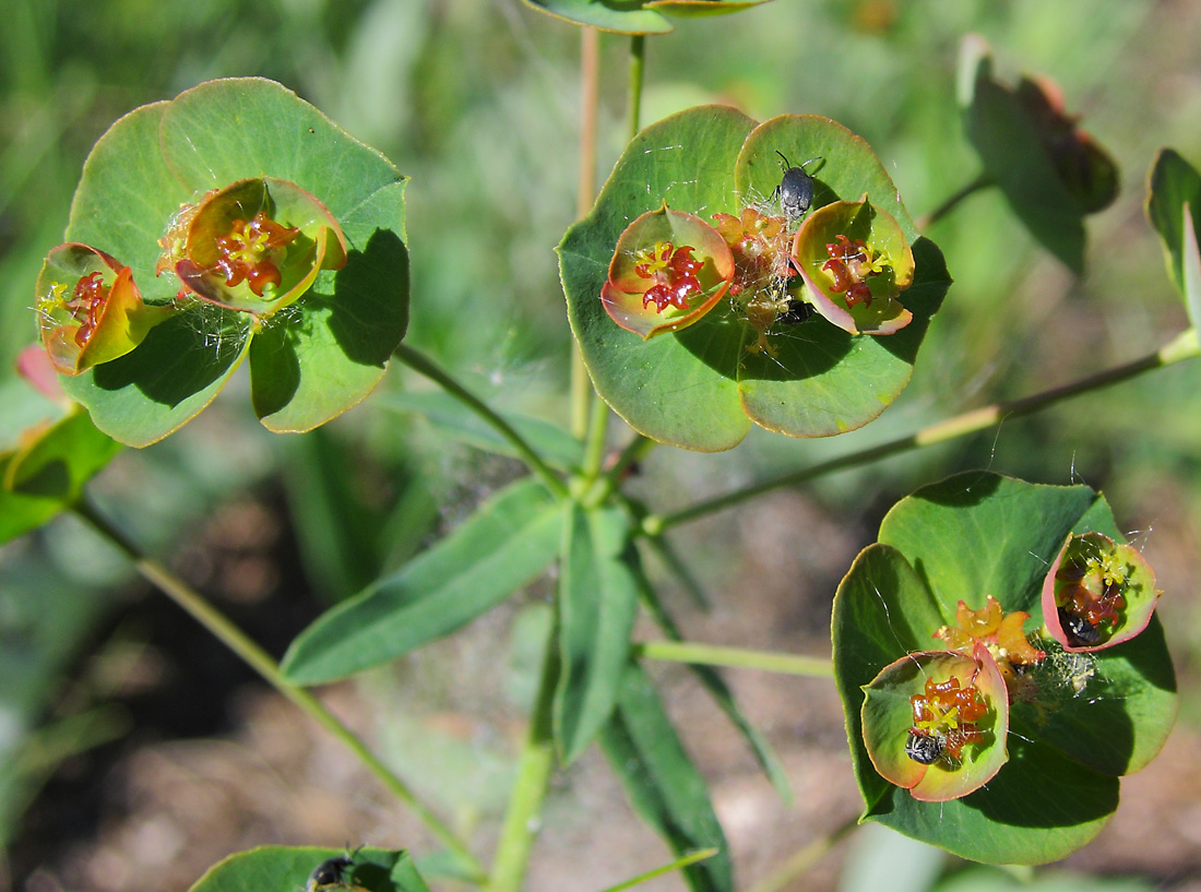 Image of Euphorbia subcordata specimen.