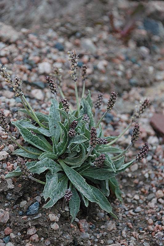 Изображение особи Plantago arachnoidea.