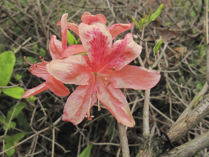Image of Rhododendron kaempferi specimen.