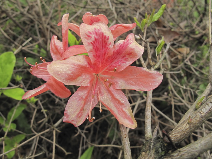 Изображение особи Rhododendron kaempferi.