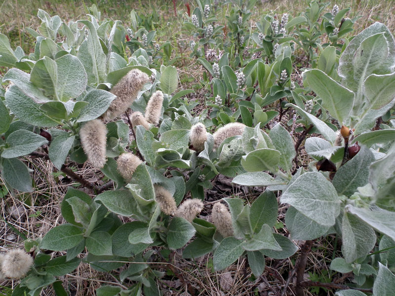 Изображение особи Salix lanata.