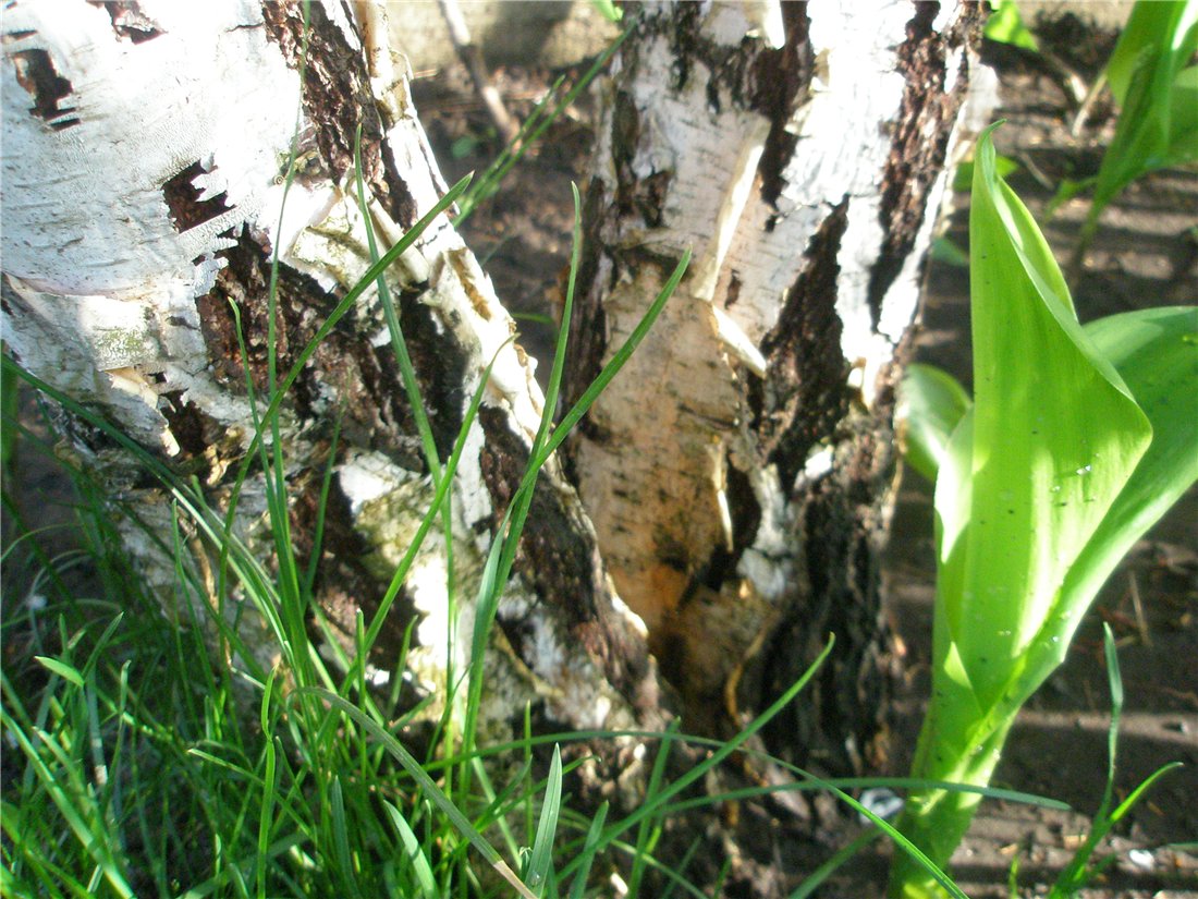 Image of Betula pendula specimen.