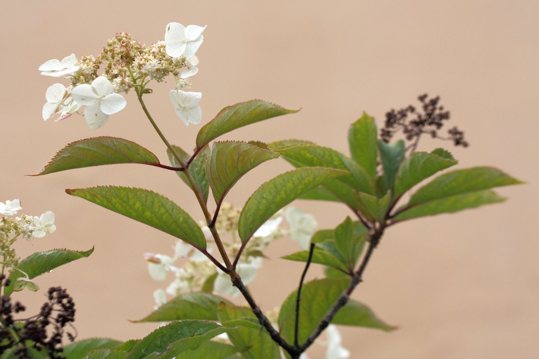 Image of Hydrangea heteromalla specimen.