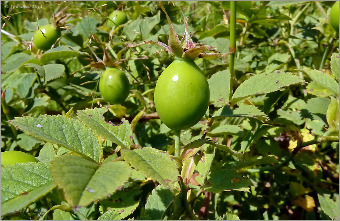 Image of genus Rosa specimen.