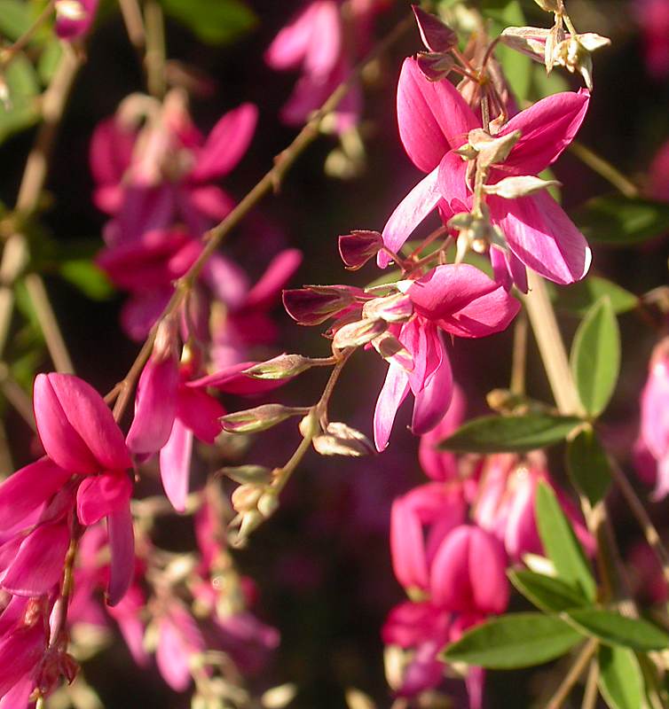 Изображение особи Lespedeza thunbergii.