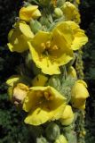 Verbascum densiflorum