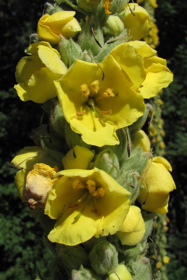 Изображение особи Verbascum densiflorum.