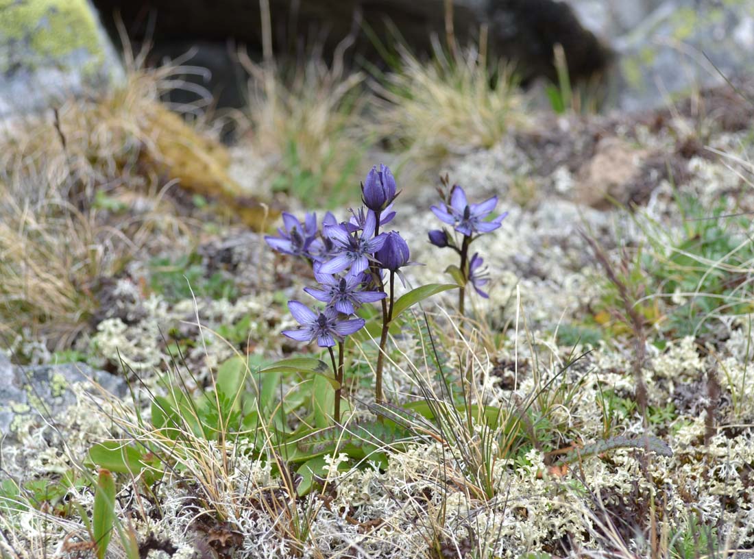 Image of Swertia obtusa specimen.