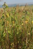 Althaea officinalis. Плодоносящее растение. Республика Татарстан, национальный парк \"Нижняя Кама\", Танаевские луга. 30.08.2011.