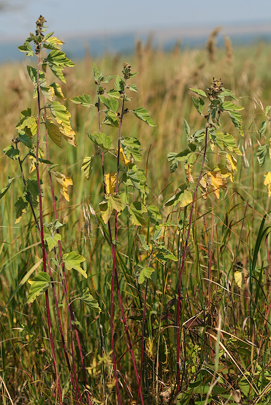 Image of Althaea officinalis specimen.