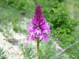 Anacamptis pyramidalis