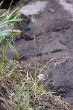 Allium barsczewskii. Расцветающее растение. Таджикистан, Гиссарский хр., ущелье Сингисафат, 1450 м н.у.м. 29.04.2011.