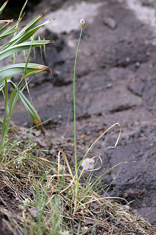 Image of Allium barsczewskii specimen.