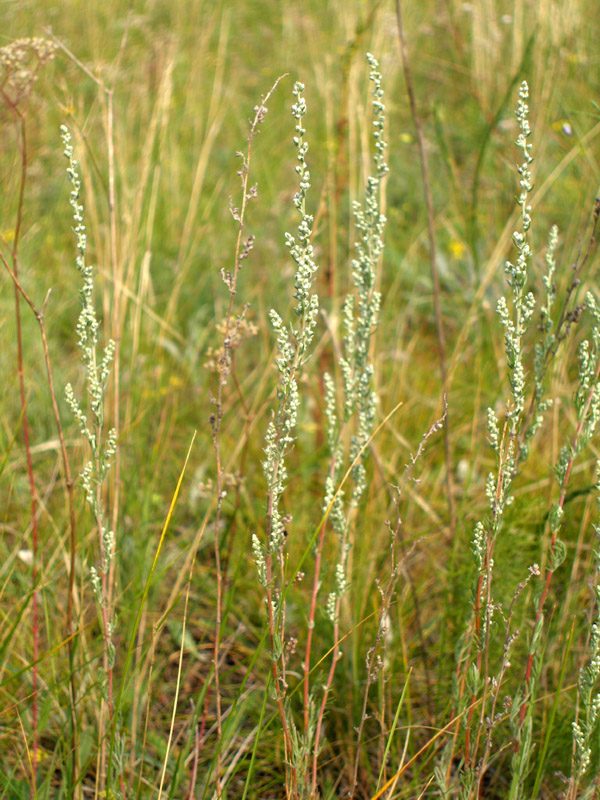 Изображение особи Artemisia marschalliana.