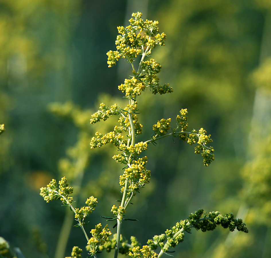 Изображение особи Galium verum.