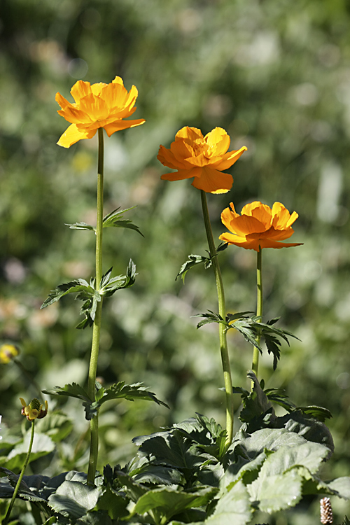 Изображение особи Trollius altaicus.