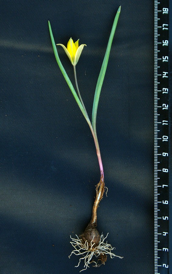 Image of Tulipa dasystemonoides specimen.