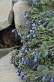 Mertensia maritima. Верхушки побегов с соцветиями. Мурманская обл., п-ов Средний, м. Волоковый, побережье. 28.07.2009.