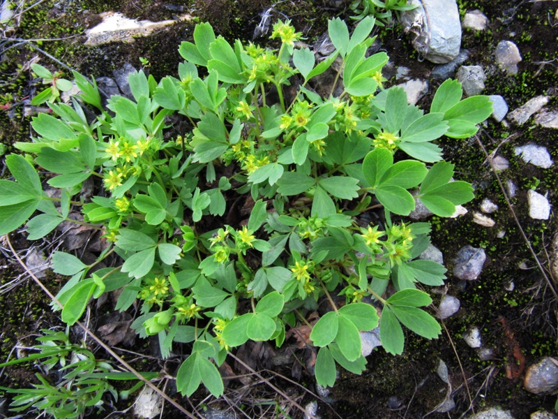 Image of Sibbaldia procumbens specimen.