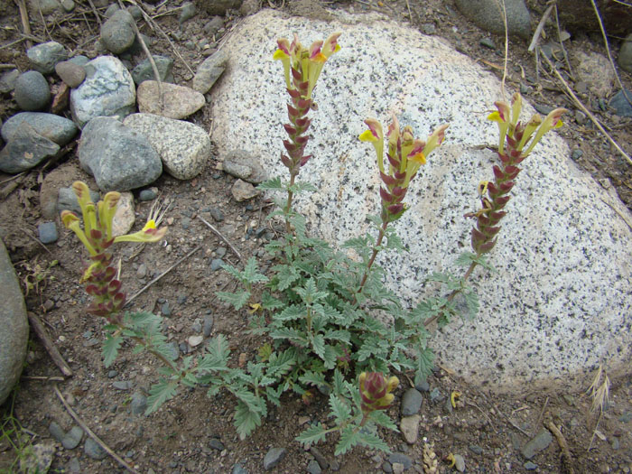 Изображение особи Scutellaria mesostegia.