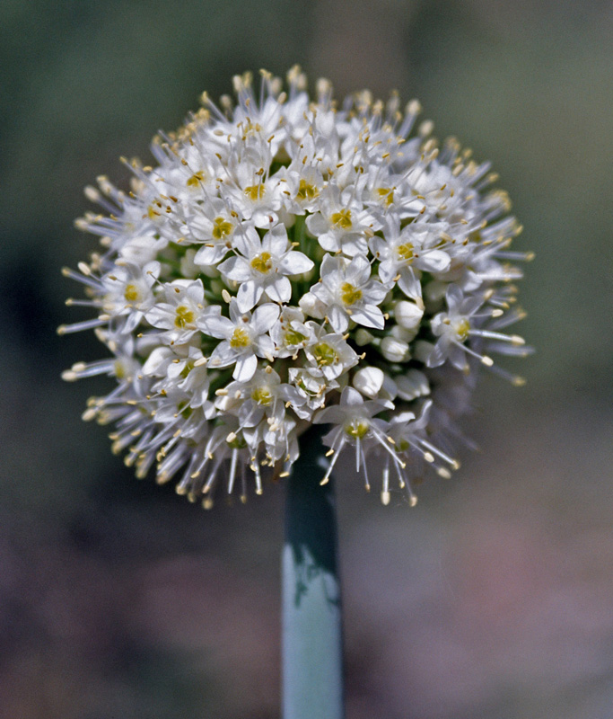 Изображение особи Allium pskemense.