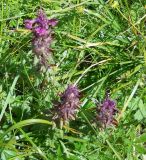 Pedicularis verticillata