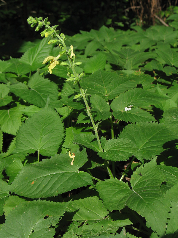 Изображение особи Salvia glutinosa.