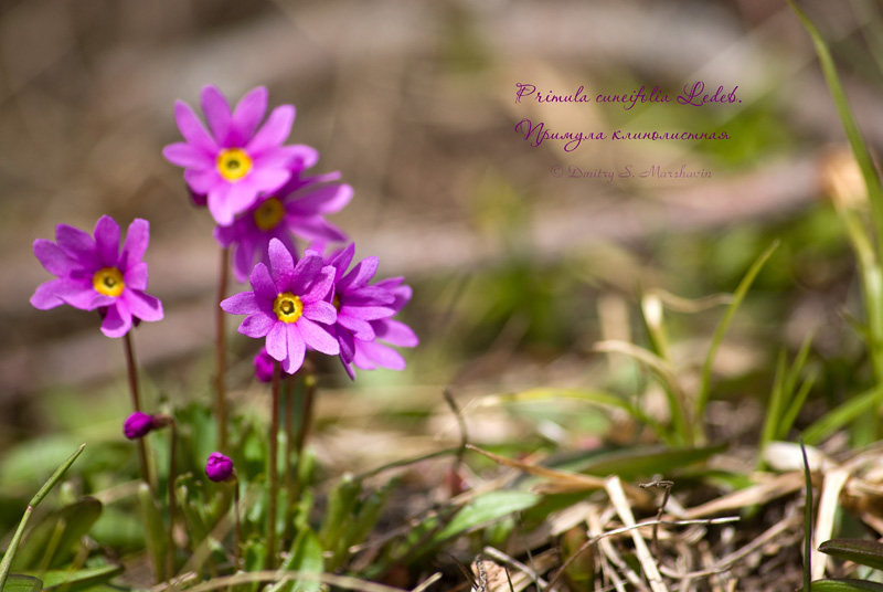 Изображение особи Primula cuneifolia.