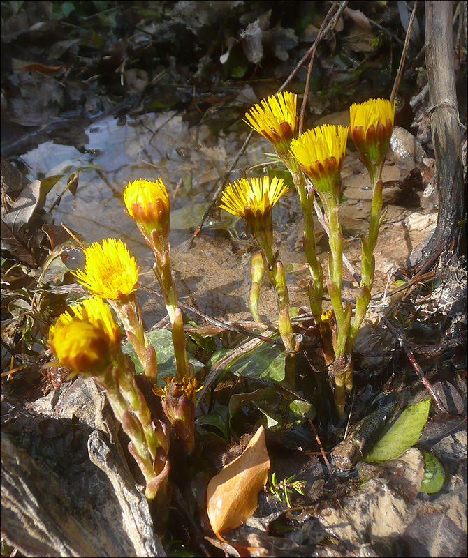 Image of Tussilago farfara specimen.