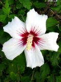 Hibiscus syriacus. Цветок. Крым, г. Саки, дачный участок возле базы отдыха \"Прибой\". 24.08.2011.